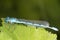 Male Common Blue Damselfly / Enallagma cyathigerum