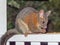 Male Common Brushtail Possum