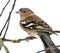 Male Common Chaffinch on a branch