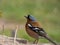 The male of the common chaffinch Fringilla coelebs with brightly coloured with a blue-grey cap and red underpants standing on