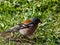 The male of the common chaffinch Fringilla coelebs brightly coloured with a blue-grey cap and rust-red underpants walking on the
