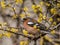 The male of the common chaffinch Fringilla coelebs brightly coloured with a grey cap and rust underpants sitting on a branch of