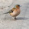 Male Common Chaffinch Fringilla coelebs, close-up portrait on road, selective focus, shallow DOF