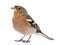 Male Common Chaffinch - Fringilla coelebs, isolated