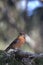 Male Common Crossbill (Loxia curvirostra)