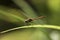 Male common darter dragonfly - Sympetrum striolatum