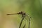 Male Common Darter (Sympetrum striolatum) dragonfly