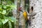 Male Common Flameback (Woodpecker)