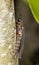 Male common glow-worm (Lampyris noctiluca)