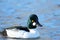 Male Common Golden Eye Duck swimming in blue water, British Columbia, Canada