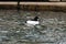 A Male Common Goldeneye  2