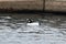 A Male Common Goldeneye #6