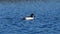 Male Common Goldeneye Duck