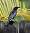 Male Common Grackle on Wooden Fence