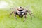 Male common house jumping spider