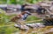 Male Common House Sparrow at pool