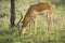 Male Common Impala Aepyceros melampus grazing in Maasai Mara National Reserve, Kenya