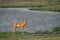 Male common impala stands by river staring