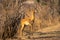 Male common impala stands by rocky track