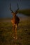 Male common impala stands staring into lens