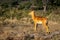 Male common impala stands staring near log