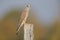 A male common kestrel Falco tinnunculus making him self small cause of the danger of an hawk.