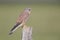 A male common kestrel Falco tinnunculus perched on the lookout ready to hunt mice.