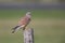 A male common kestrel Falco tinnunculus perched on the lookout ready to hunt mice.