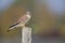 A male common kestrel Falco tinnunculus perched on the lookout ready to hunt mice.