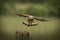 Male Common Kestrel flying towards the camera