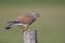 A male common kestrel perched and eating a mouse. Perched on a wooden pole in front of a beautiful green meado