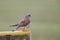 A male common kestrel perched on the lookout ready to hunt mice.