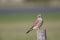 A male common kestrel perched on the lookout ready to hunt mice.