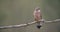 Male common kestrel sitting on a branch of a tree in spring nature