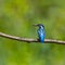 Male common kingfisher alcedo atthis sitting on branch