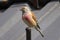 male common linnet close up