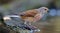 Male Common Linnet sits near a shore of puddle in spring