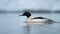 Male Common merganser swims in winter foggy morning