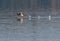 Male Common Merganser taking flight