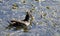 A male common moorhen feeding at the Eskibaraj Dam in Seyhan, Adana