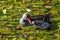 Male Common Moorhen Feeding its Nestling