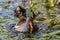 Male Common Moorhen Searching for Food