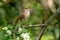 Male Common nightingale Luscinia megarhynchos sits on a branch