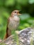 Male Common nightingale Luscinia megarhynchos sits on a branch