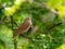 Male Common nightingale Luscinia megarhynchos sits on a branch