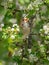 Male Common nightingale Luscinia megarhynchos sits on a branch