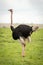 Male common ostrich stands in short grass
