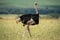 Male common ostrich walks on bleached grass
