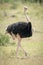 Male common ostrich walks through sunlit grassland