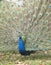 Male Common peacock Pavo cristatus displaying feathers